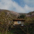 산골집 Daum카페