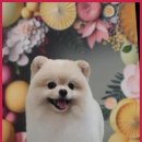 블랑드펫 | 은평구애견미용 블랑드펫의 전문적인 마음과 기술, 존경받아야 마땅합니다.