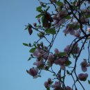 천리포수목원 이미지