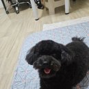 행복한강아지 | [하남 애견 미용 맛집] '행복한 강아지' 감동 후기