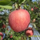 다운농장 이미지