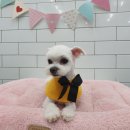 말티스토리 이미지