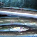 남강장어 이미지