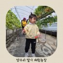 서하농장 | 31개월아이랑 양수리딸기체험농장 방문 후기!
