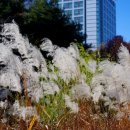 중앙공원(상) 이미지