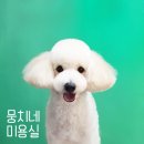 뭉치네 미용실 이미지