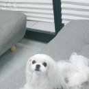 요크독애견샵 | 호매실동 애견샵 큐트독 위치.가격.시간.후기