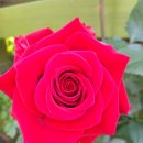 장미 민박 이미지