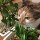 파스텔LC동물병원 이미지