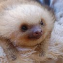 나무늘보 이미지