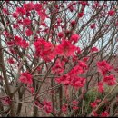 로즈마리 펜션 이미지