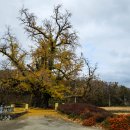 두곡리 은행나무 이미지