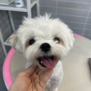 멍보드레 이미지