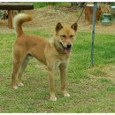 청주진도견연구소 이미지