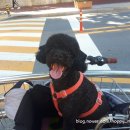 언니네 애견미용실 이미지