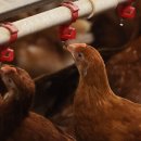 양계장닭한마리 이미지