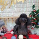 멍멍아 미용하자 이미지