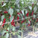 인하농장 이미지