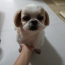영양언니의 수제간식 | 강아지수제간식추천 영양언니의 수제간식 - 강아지 우유껌 내돈내산