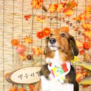 도그헬퍼 이미지