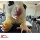 개꿈꾸는 고양이 이미지