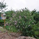 별이사는집 이미지