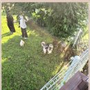 내강아지 이미지