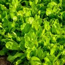 상추밭에돈 이미지