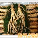 금산인삼 이미지