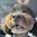 바오그루밍 이미지