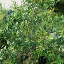 예성농장 이미지