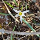 비단향꽃무 이미지