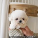 디디펫 수원강아지분양 이미지