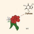 디카페인 커피에 대한 속설과 궁금증을 파헤쳐 보자 이미지