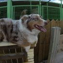 셰퍼트 분양 이미지