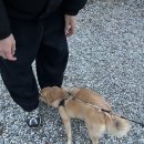 BHC치킨 금산점 | 전북 진안 숙소 추천 | 크리스마스 이브에 서울을 벗어나 다녀온 조용한 시골 힐링 펜션 포레스트 후기