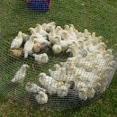 땅골농장 이미지