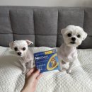 365구름약국 이미지