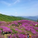 지리산 철쭉군락지에 다녀 왔습니다 이미지