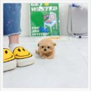 성남 | 성남말티푸분양 후기｜우리 집 새 가족, 말티푸와의 만남