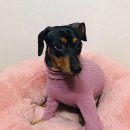 써니독 이미지