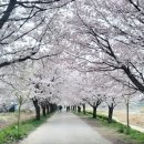 돌다리주유소 | 충청도 벚꽃 명소 솔직 후기 (벚꽃 인프라, 주차 혼잡, 방문 팁)