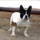 프렌치 불독 (French Bulldog) 이미지