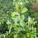 황금종1 이미지