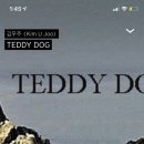 TEDDY DOG 이미지