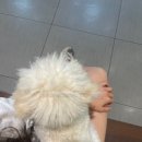 스마일동물병원 이미지