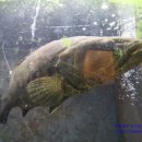 회동송어장 이미지