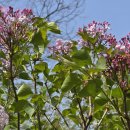 수수꽃다리 이미지