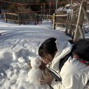 샛별초등정문앞 | 겨울 제주도 한라산 성판악코스 등반후기