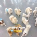 펫빌리지 | [울산 중구 성남동 놀거리] 강아지랑 힐링하는 공간, 펫빌리지 체험 후기🐶💕